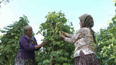Mersin Büyükşehir Belediyesi, Gülnar'ın Şeyhömer Mahallesi'nde yetişen Leklek Fasulyesi'nin üretimini