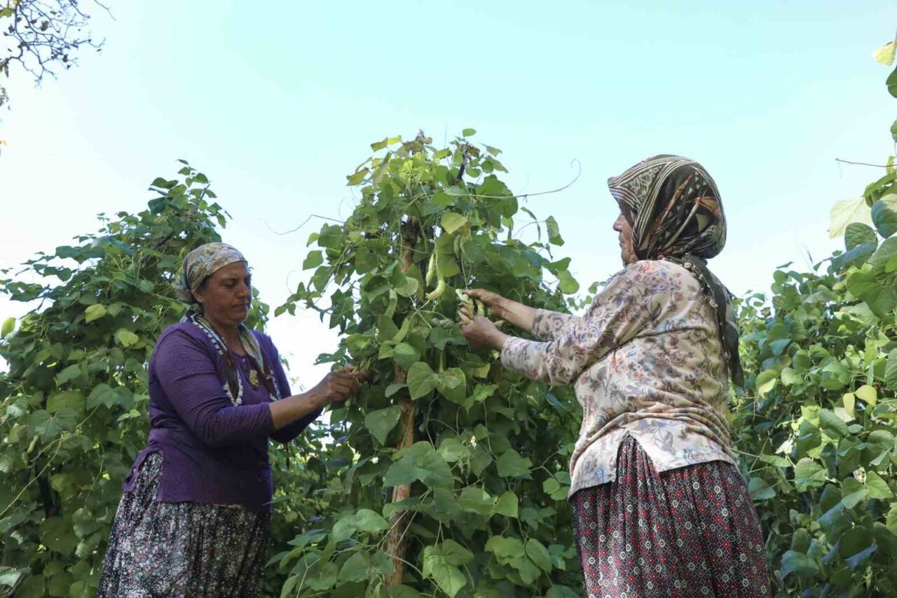 Mersin Büyükşehir Belediyesi, Gülnar'ın Şeyhömer Mahallesi'nde yetişen Leklek Fasulyesi'nin üretimini