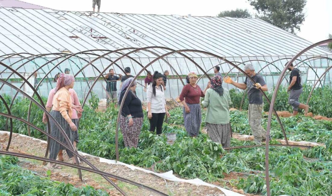 Bozyazı’da Hortum ve Fırtına Tarım Alanlarını Vurdu, Üreticiler Zor Durumda Kaldı Mersin'in Bozyazı ilçesinde meydana gelen fırtına ve hortum, Çubukkoyağı ile