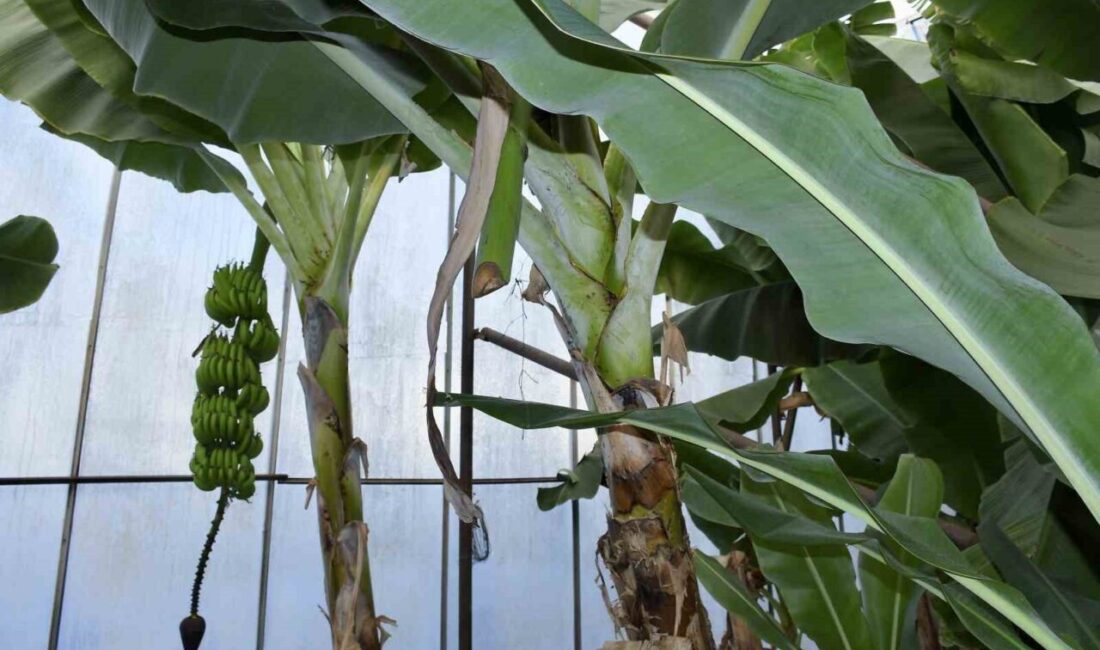 Mersin'in Bozyazı ilçesinde, Kaledibi Mahallesi'nde kimliği belirsiz hırsızlar, seralardan 500