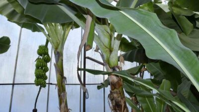 Mersin'in Bozyazı ilçesinde, Kaledibi Mahallesi'nde kimliği belirsiz hırsızlar, seralardan 500