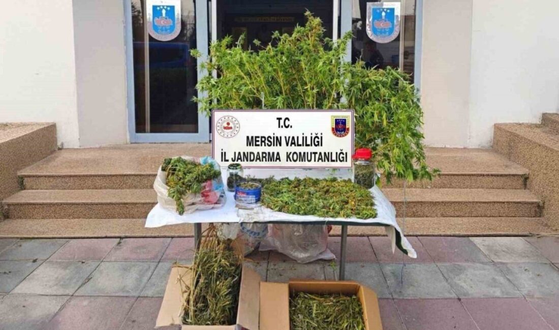 Mersin'in Akdeniz ilçesinde jandarma ekipleri, yasadışı kenevir ekimi yapan bir