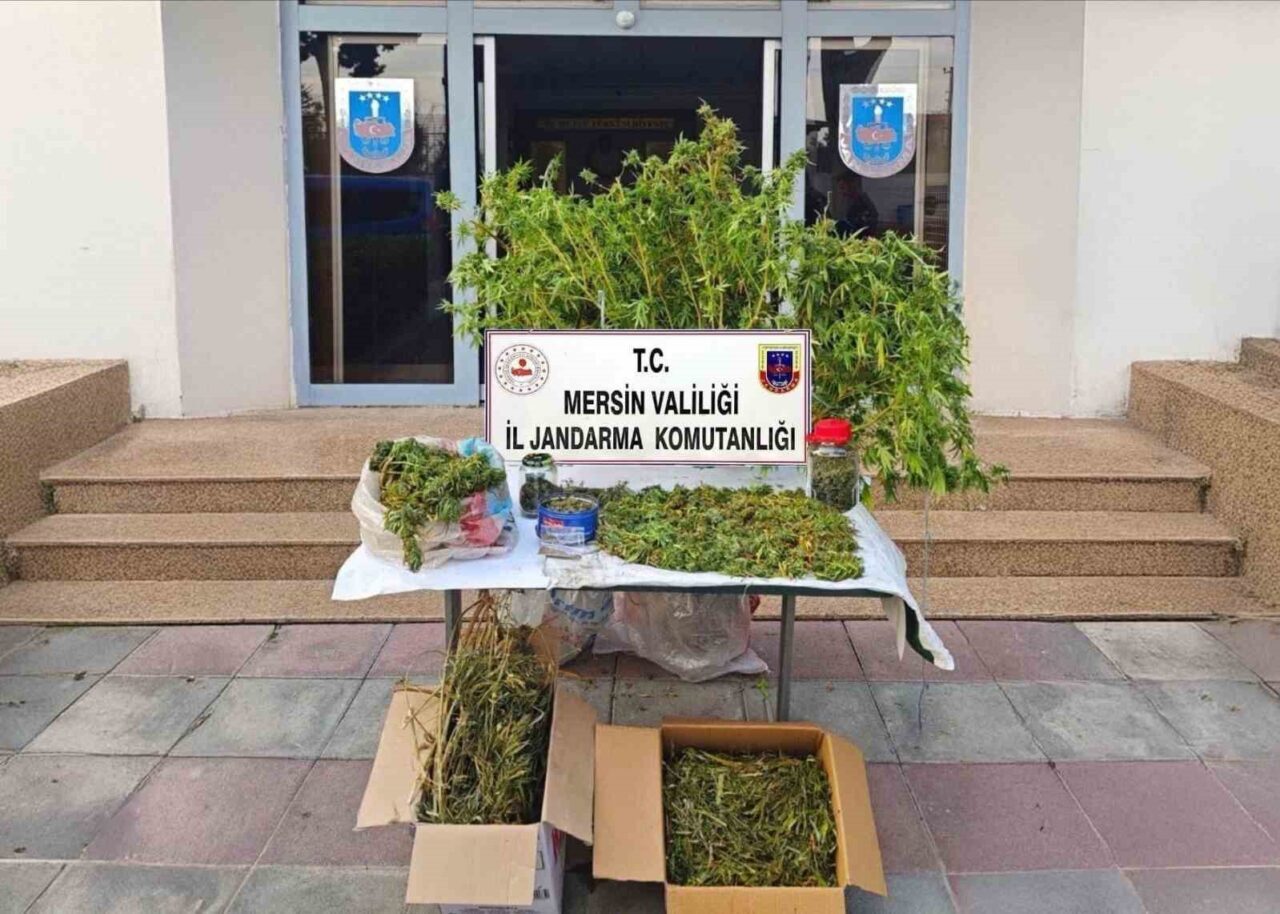Mersin’de Jandarma, Yasadışı Kenevir Eken Şüpheliyi Tutukladı