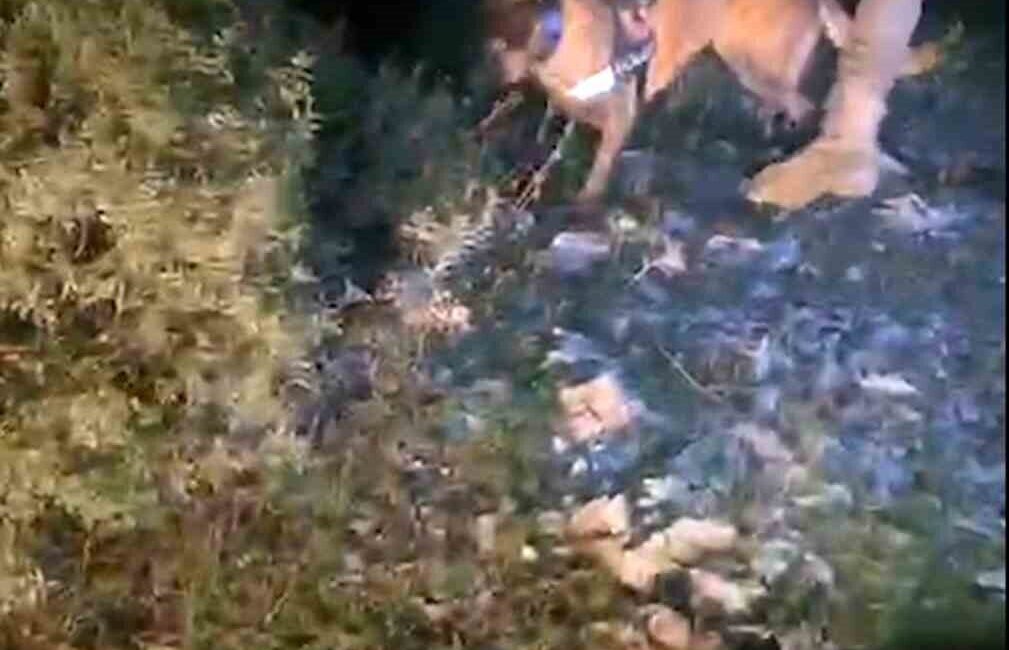 Muğla Narkotik Suçlarla Mücadele Şube Müdürlüğü, Menteşe'de uyuşturucu ile mücadele