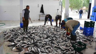Muğla İli Eşen Çayı Havzası'ndaki işletmelerin hastalık haritasının çıkarılması için