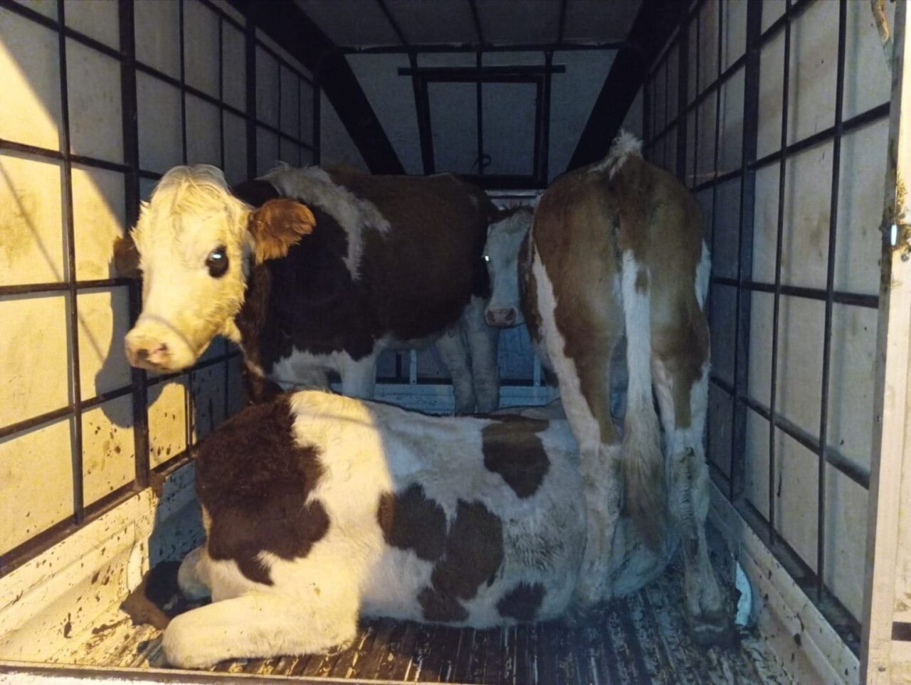 Muş'un Yeşilova beldesinde jandarma, C.Ç. yönetimindeki araçta çalıntı büyükbaş hayvanlar