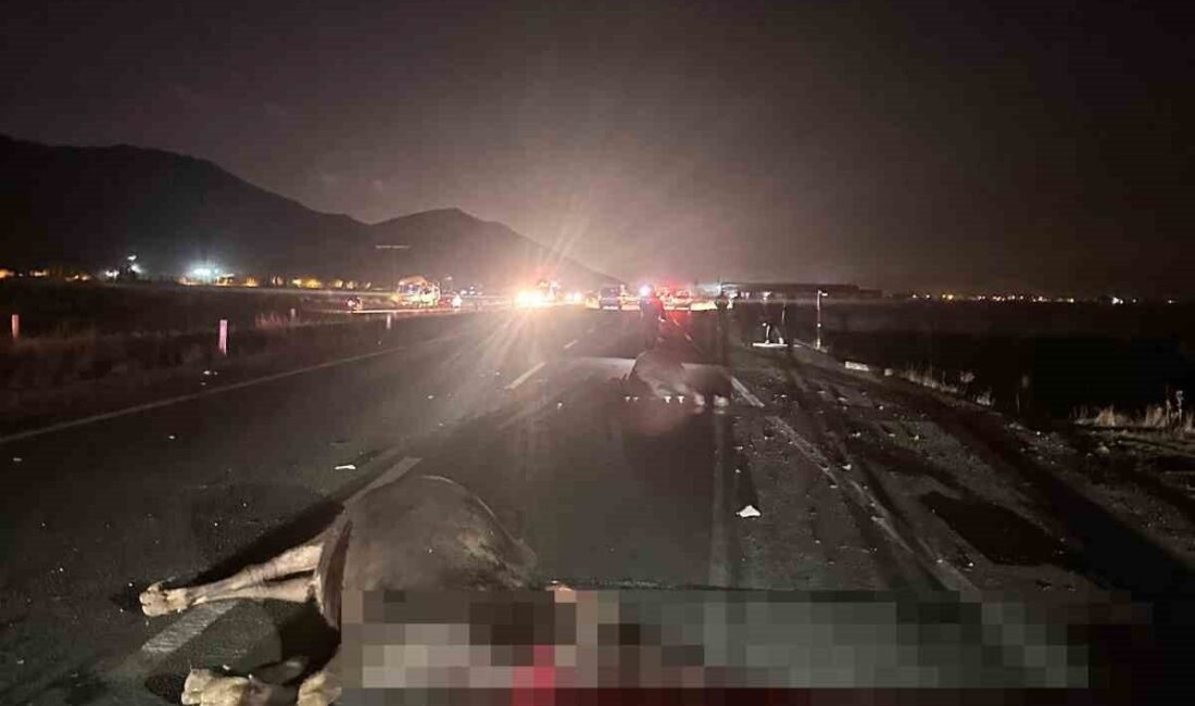 Muş-Bitlis karayolunda, Hasköy ilçesinde iki ineğe çarpan bir otomobile, arkadan