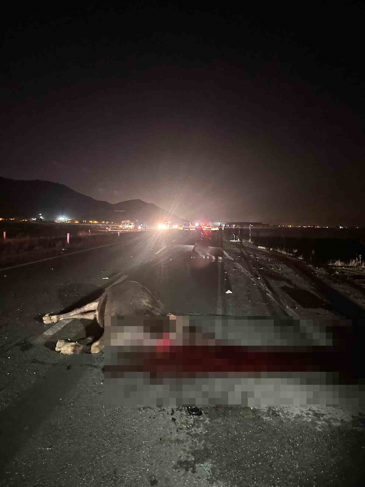 Muş-Bitlis karayolunda, Hasköy ilçesinde iki ineğe çarpan bir otomobile, arkadan