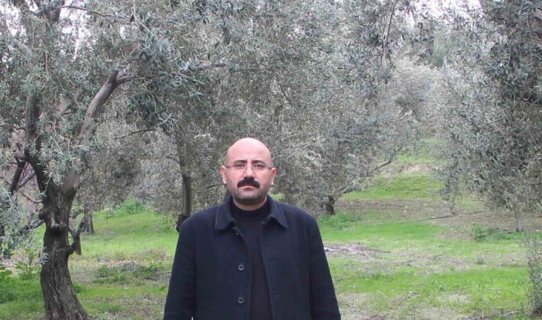 Mersin'in Mut ilçesinde zeytin hasat sezonu devam ediyor. Bu yıl