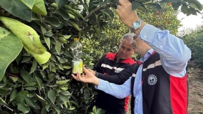 Adana'da narenciye hasadıyla birlikte Akdeniz meyve sineği tehdidi için mücadele