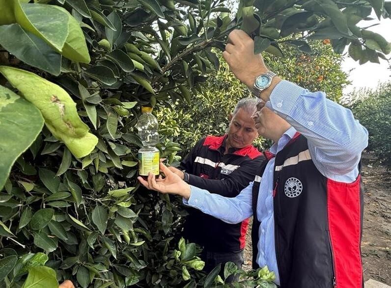 Adana’da Akdeniz Meyve Sineği Tehdidine Karşı Narenciye Hasadı Sürecinde Önlemler Alındı Adana'da narenciye hasadıyla birlikte Akdeniz meyve sineği tehdidi için mücadele