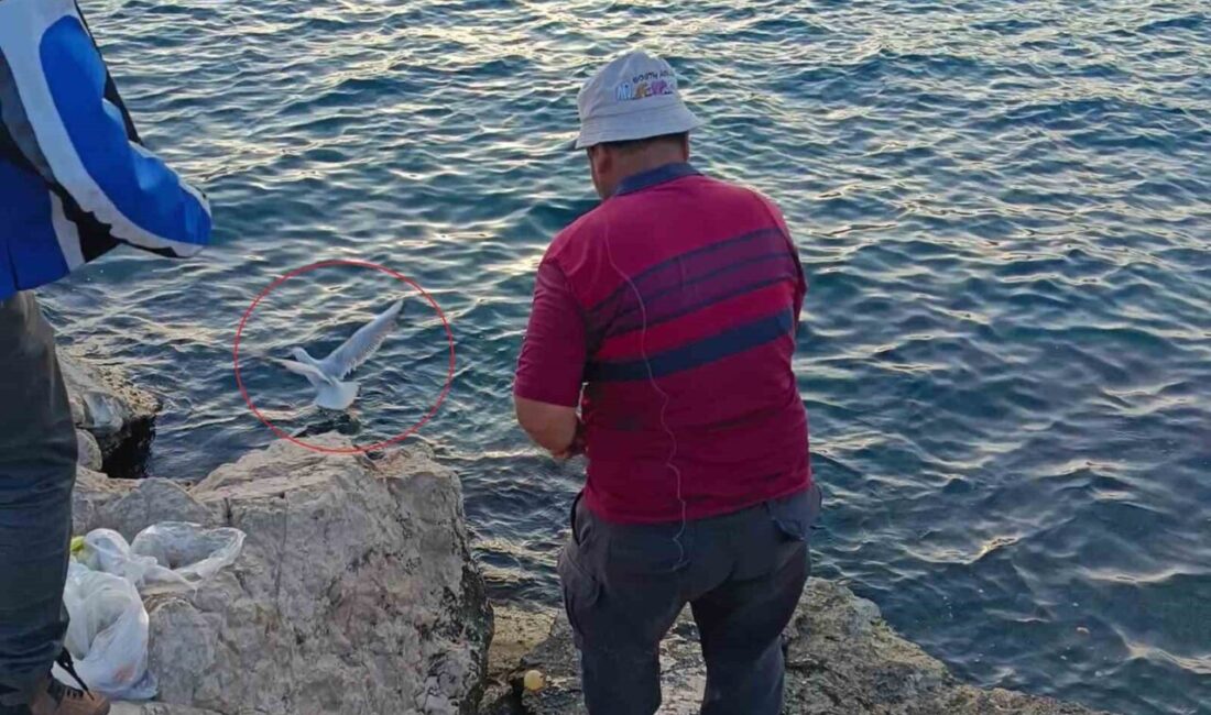 Antalya'da akşam saatlerinde bir balıkçı, oltasına takılan martıyı kıyıya çekerek