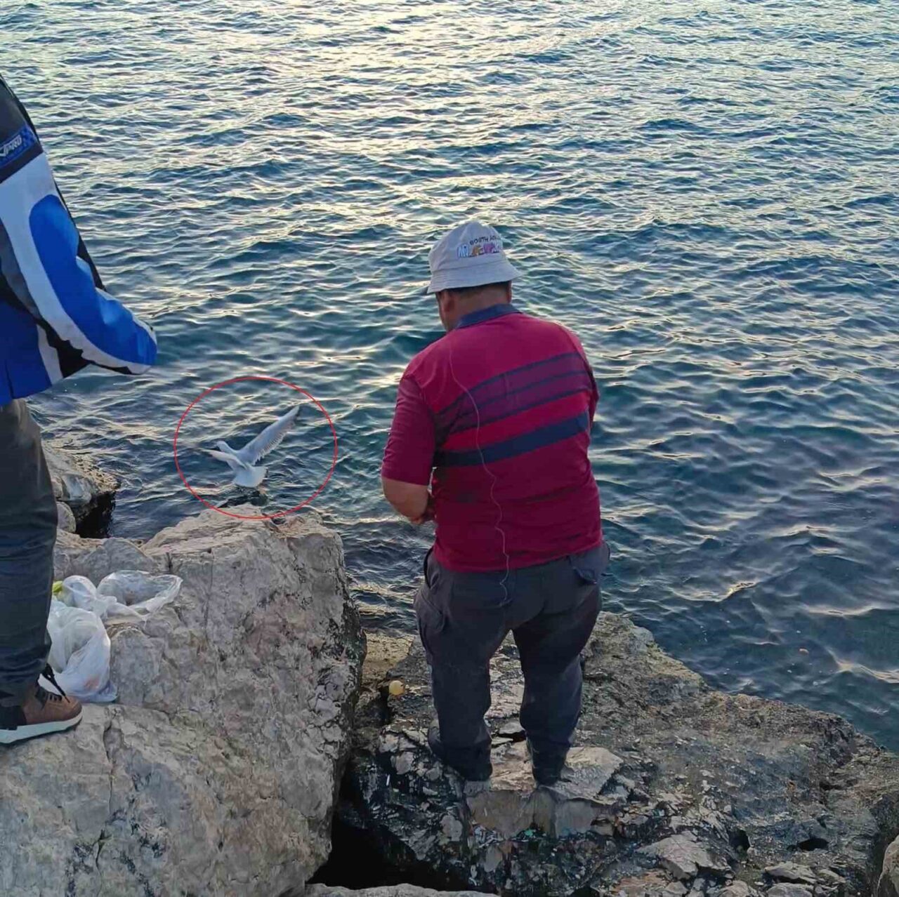 Antalya'da akşam saatlerinde bir balıkçı, oltasına takılan martıyı kıyıya çekerek