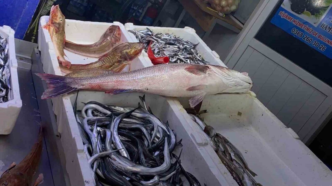 Sinop’ta Yakalanan 6 Kilogramlık Dev Levrek 9 Bin Liraya Satıldı