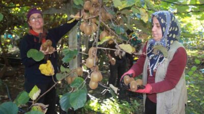 Ordu'da kivi hasadı sürerken, bu yıl 6 bin 200 ton