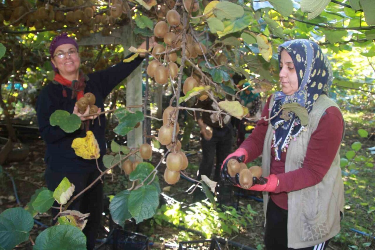 Ordu'da kivi hasadı sürerken, bu yıl 6 bin 200 ton
