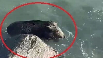 Ordu'nun Perşembe ilçesinde sahilde yürüyüş yapan vatandaşlar, denize giren bir