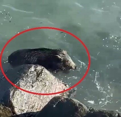 Perşembe’de Denize Giren Yaban Domuzu Vatandaşlar Tarafından Görüntülendi Ordu'nun Perşembe ilçesinde sahilde yürüyüş yapan vatandaşlar, denize giren bir