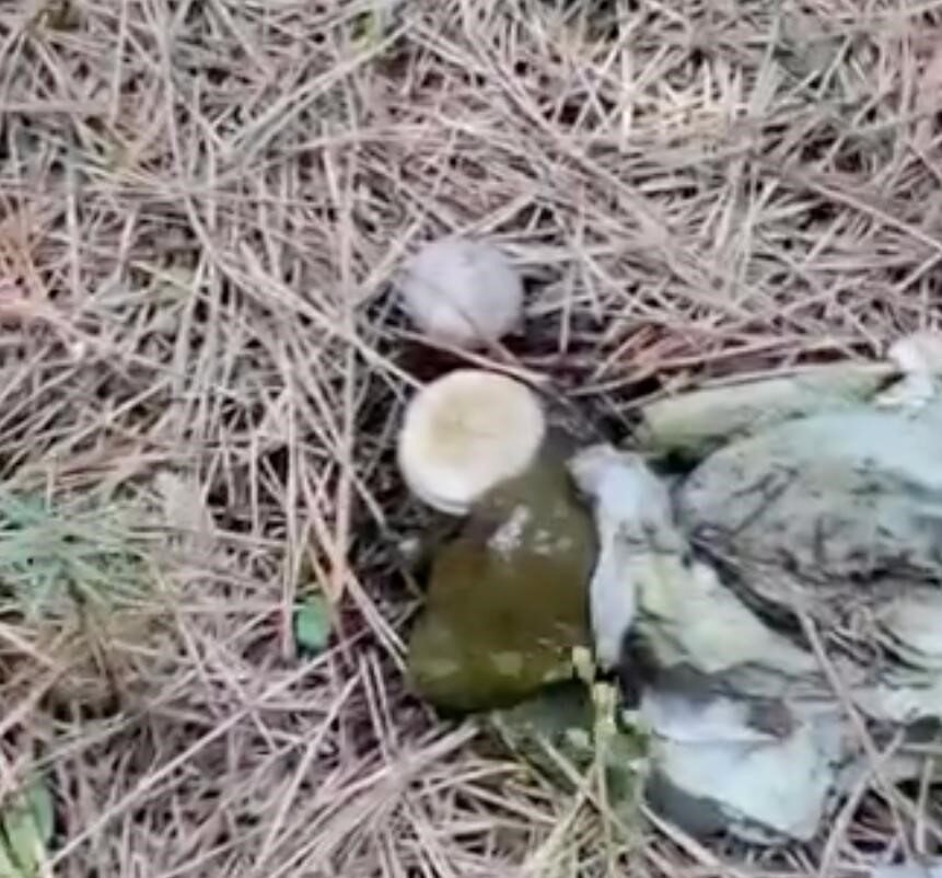 Bolu'nun Yeniköy köyündeki Alibey Çamlığı, doğa severlerin mantar toplarken karşılaştığı