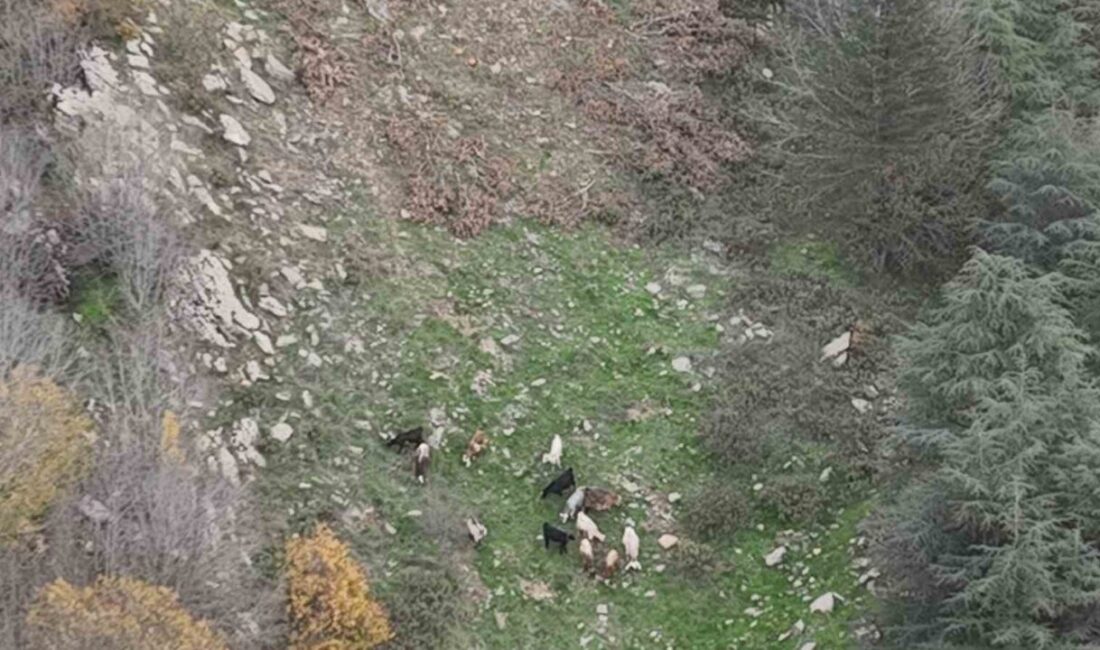 Osmaniye’nin Düziçi ilçesinde kaybolan 15 koyunun sahibi Turan Tekin'in yardım