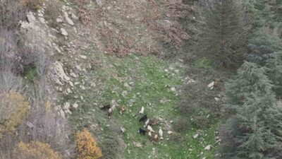 Osmaniye’nin Düziçi ilçesinde kaybolan 15 koyunun sahibi Turan Tekin'in yardım