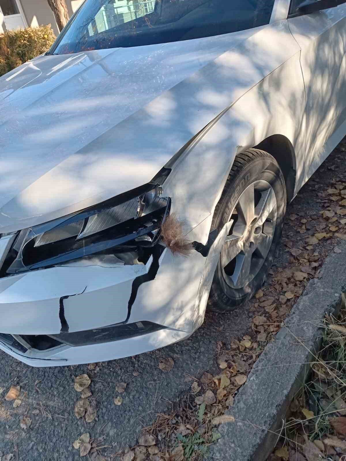 İspir’de Yola Fırlayan Boz Ayı, Otomobilde Hasara Sebep Oldu