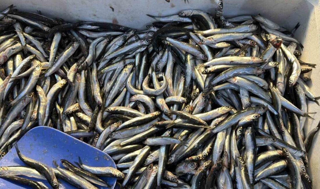 Düzce'de balıkçılar, palamutun Gürcistan'a göç etmesiyle tezgahlarda hamsi bolluğu yaşandığını