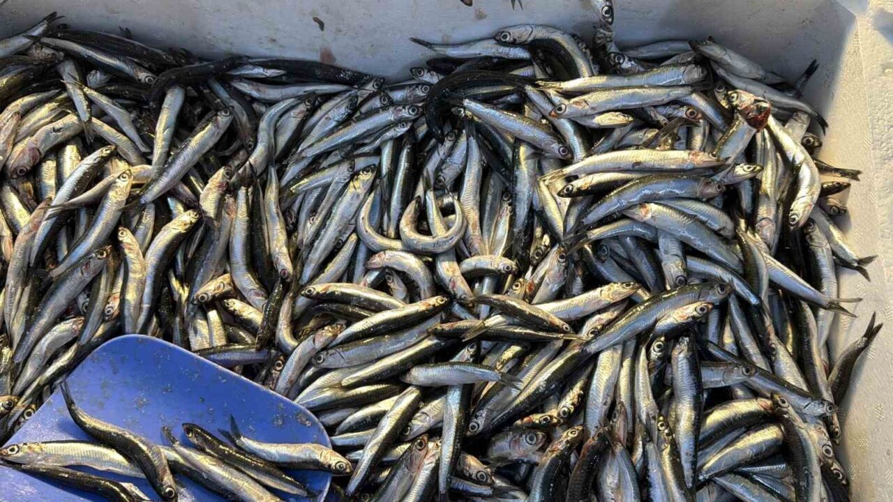 Düzce'de balıkçılar, palamutun Gürcistan'a göç etmesiyle tezgahlarda hamsi bolluğu yaşandığını