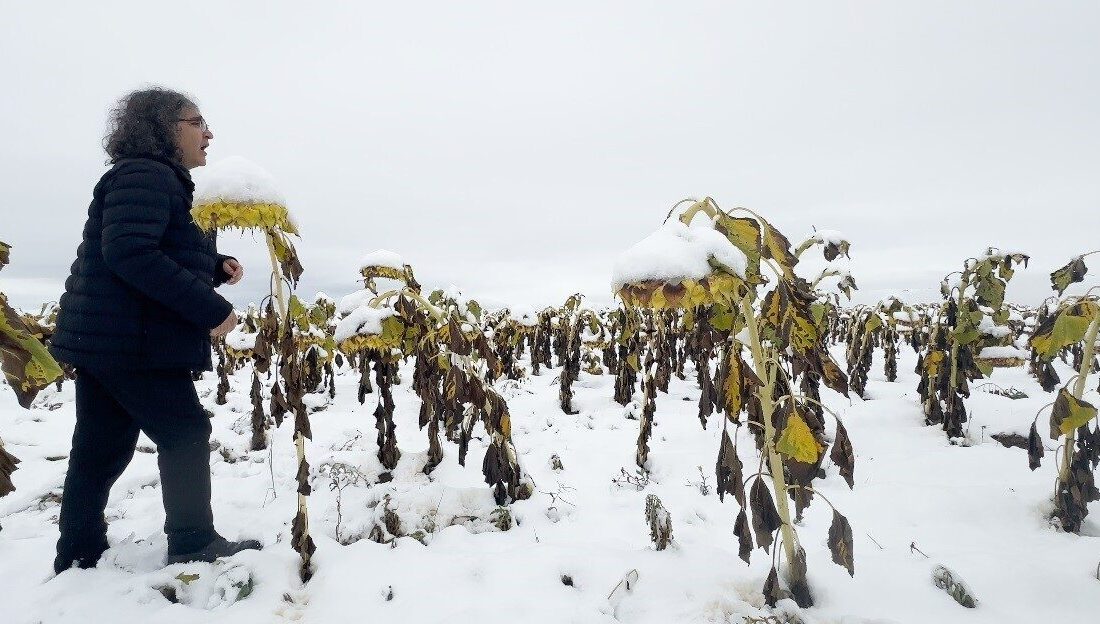 Prof. Dr. Mehmet Kavukcu, ayçiçeği tarlasında “Ego” Performansıyla İnsan-Nature İlişkisini Sorguladı Prof. Dr. Mehmet Kavukcu, karlı bir ayçiçeği tarlasında yaptığı "Ego"