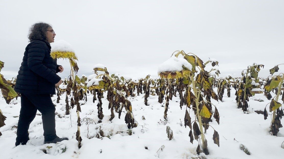 Prof. Dr. Mehmet Kavukcu, karlı bir ayçiçeği tarlasında yaptığı "Ego"
