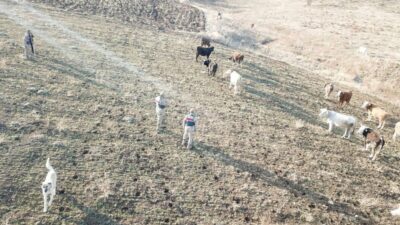 Erzincan'ın Refahiye ilçesinde E.S. adlı kişi, otlattığı 23 büyükbaş hayvanın