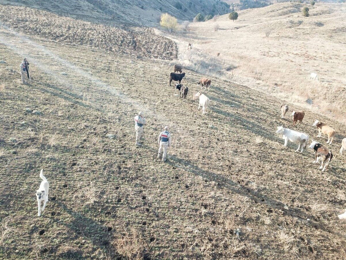 Erzincan’da Kaybolan 23 Büyükbaş Hayvan, Jandarma Ekiplerinin Başarılı Çalışmaları Sonucu Bulundu