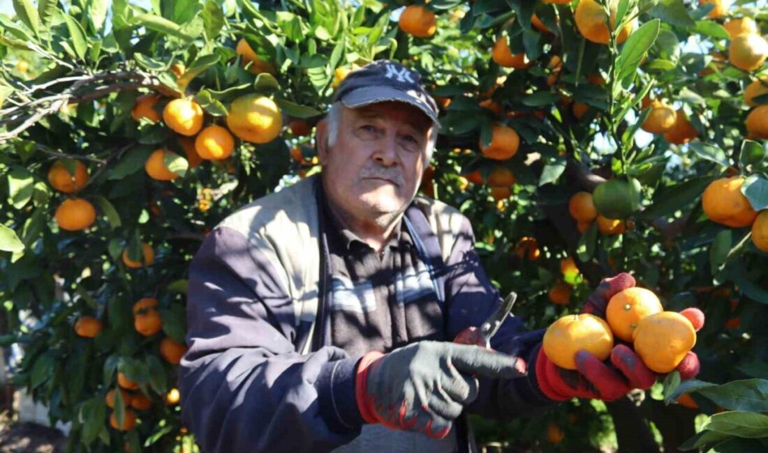 Seferihisar’da Satsuma Mandalinası Hasadı Başladı: Çiftçiler Yüksek Rekolte Bekliyor Seferihisar'da Satsuma mandalinasının hasadı başladı. Çiftçiler, kiloyu 15 liradan halle
