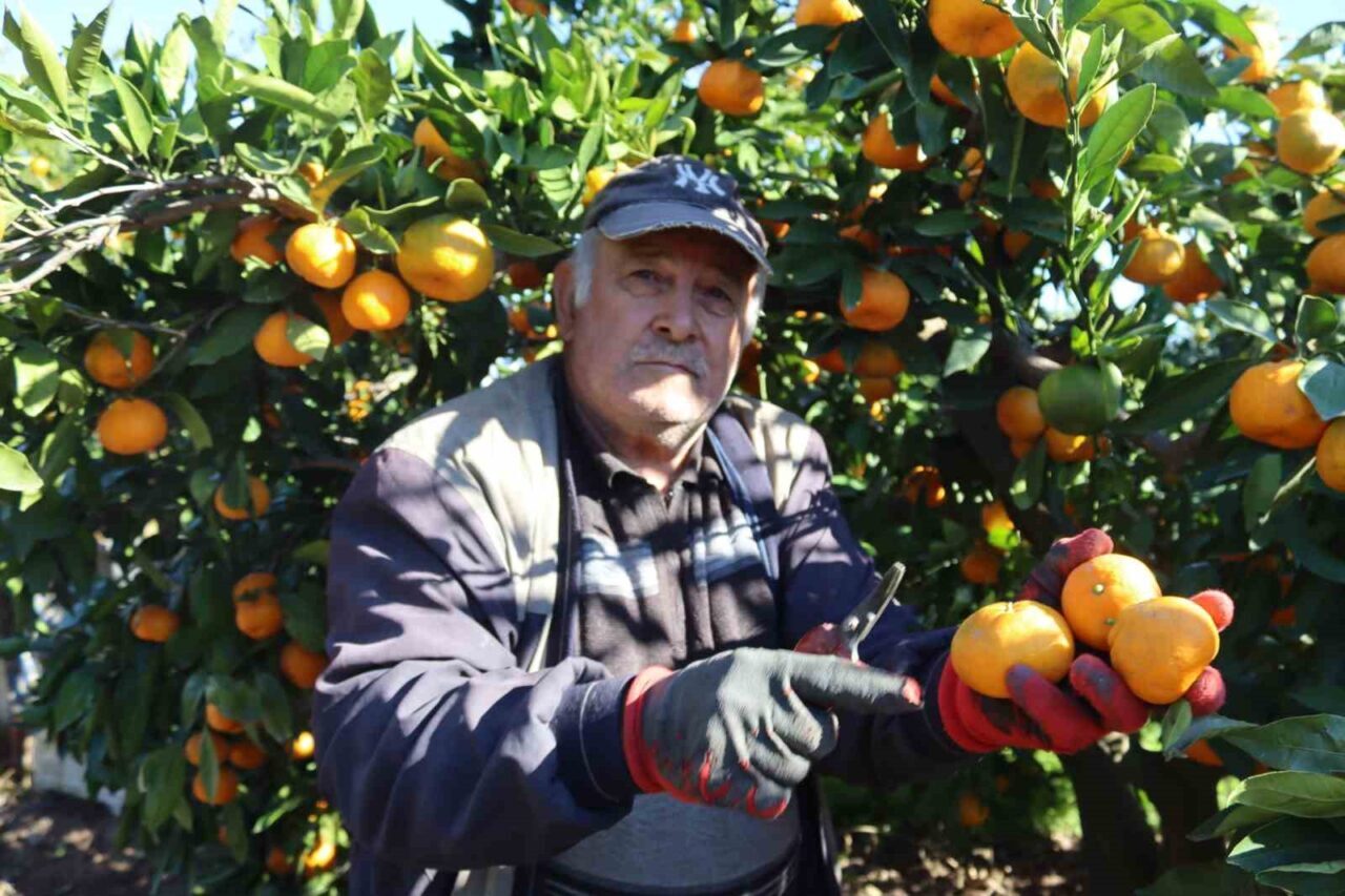 Seferihisar'da Satsuma mandalinasının hasadı başladı. Çiftçiler, kiloyu 15 liradan halle