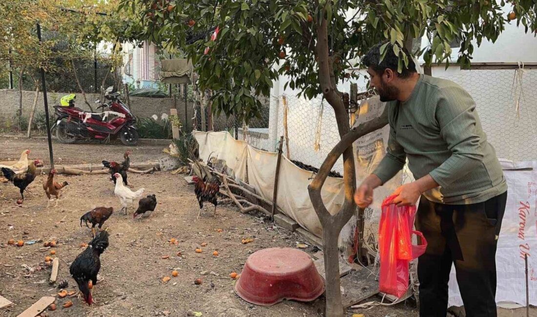 Osmaniye'nin Mevlana Mahallesi'nde bir hırsız, Sertan Yılmaz'a ait kümesten mavi