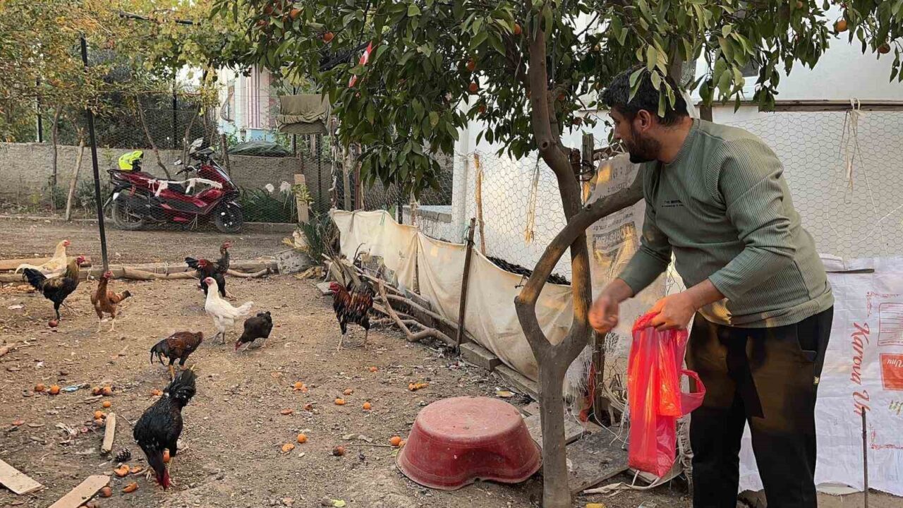 Osmaniye'nin Mevlana Mahallesi'nde bir hırsız, Sertan Yılmaz'a ait kümesten mavi