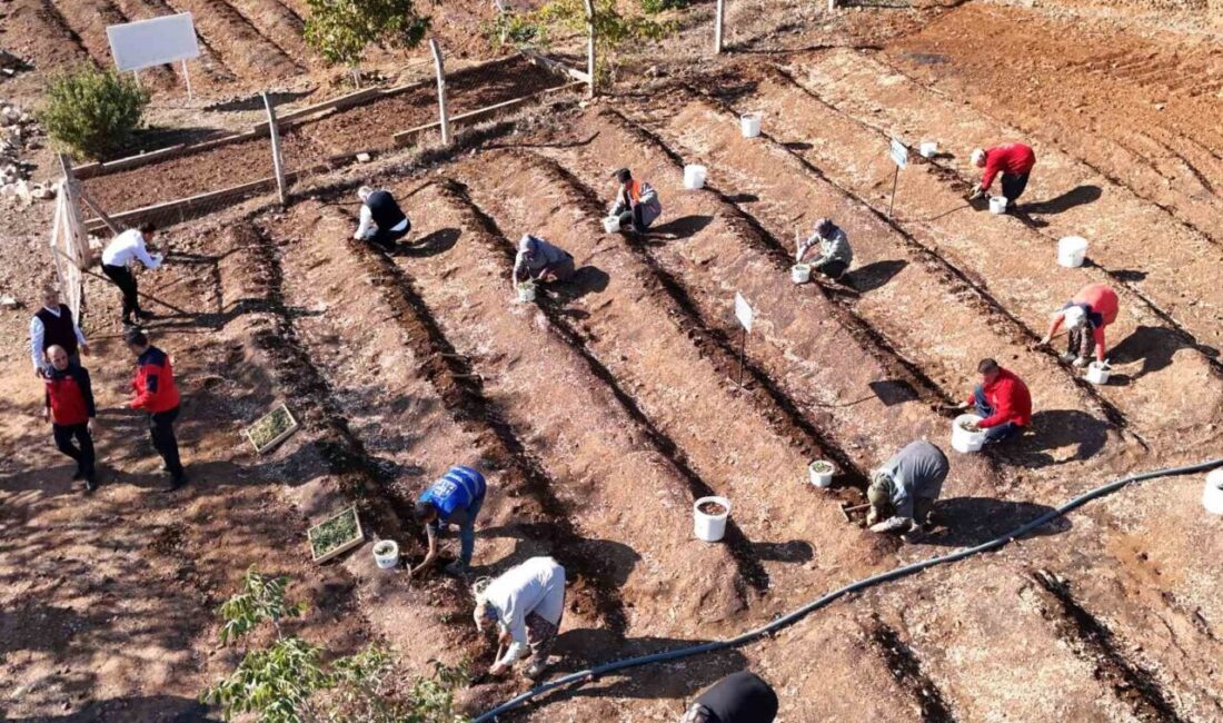 Kahramanmaraş dondurmasının kalbinde yer alan endemik salep bitkisi, üretim kapasitesini