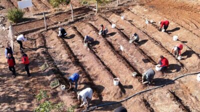 Kahramanmaraş dondurmasının kalbinde yer alan endemik salep bitkisi, üretim kapasitesini