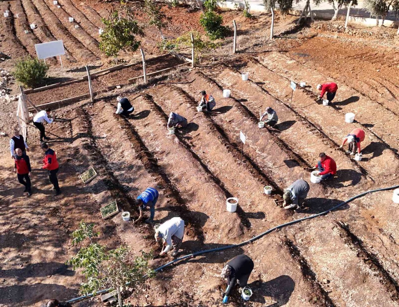 Kahramanmaraş dondurmasının kalbinde yer alan endemik salep bitkisi, üretim kapasitesini