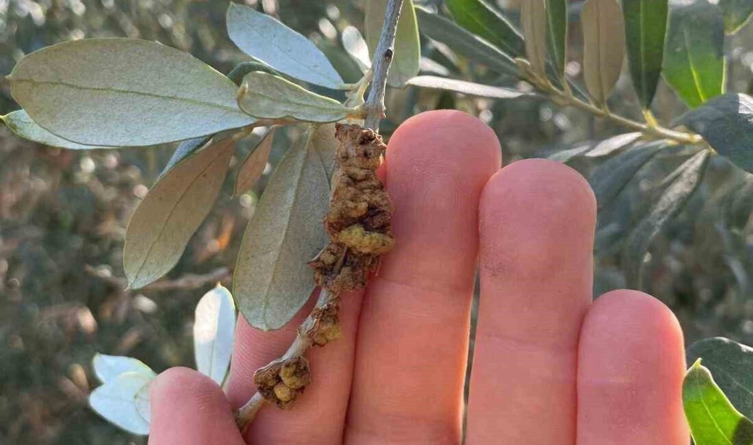 Salihli Tarım Müdürlüğü’nden Zeytin Üreticilerine Dal Kanseri Kontrolü Uyarısı Salihli İlçe Tarım ve Orman Müdürlüğü, zeytin hasadını tamamlayan üreticilere