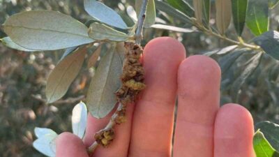 Salihli İlçe Tarım ve Orman Müdürlüğü, zeytin hasadını tamamlayan üreticilere