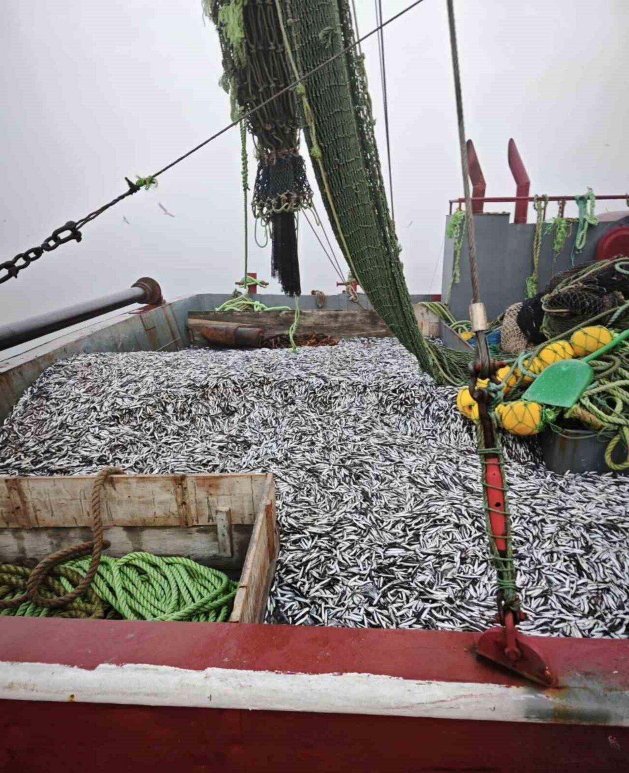 Samsun’da Hamsi Denetimleri: 1.8 Milyon Kilo Hamsi Kontrol Edildi