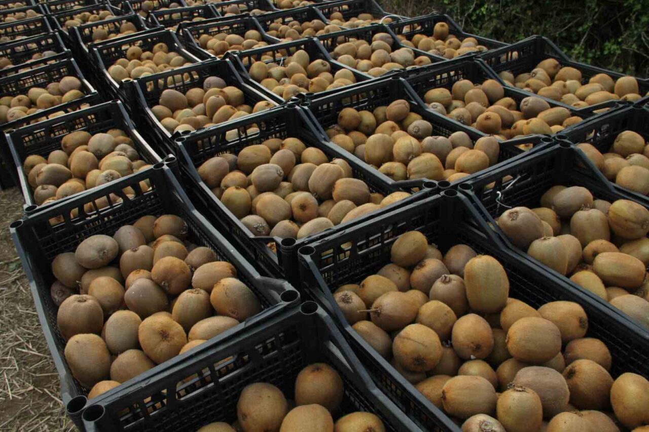 Samsun'un Çarşamba ilçesinde, 2025 Yılı Hasat Etkinliği düzenlendi. İl Müdürü