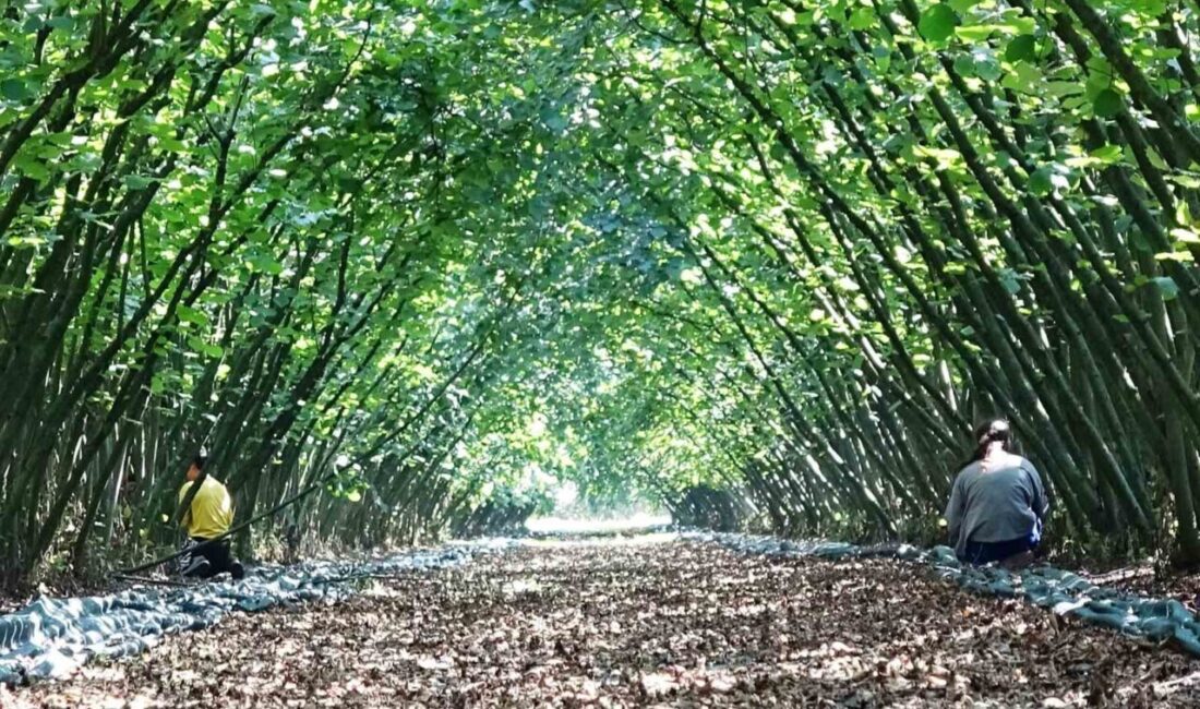 Samsun’da Fındık Hasat Filesi Desteğiyle 63 Yatırımcıya Hibe Sağlandı Samsun'da Kırsal Kalkınma Yatırımlarının Desteklenmesi Programı (KKYDP) çerçevesinde 63 fındık