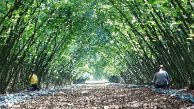 Samsun'da Kırsal Kalkınma Yatırımlarının Desteklenmesi Programı (KKYDP) çerçevesinde 63 fındık