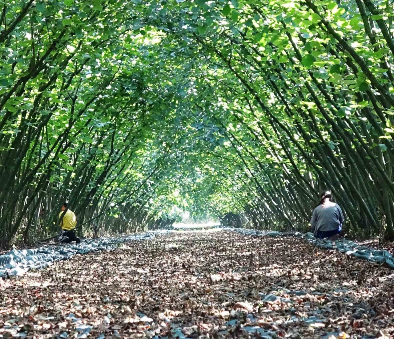 Samsun'da Kırsal Kalkınma Yatırımlarının Desteklenmesi Programı (KKYDP) çerçevesinde 63 fındık