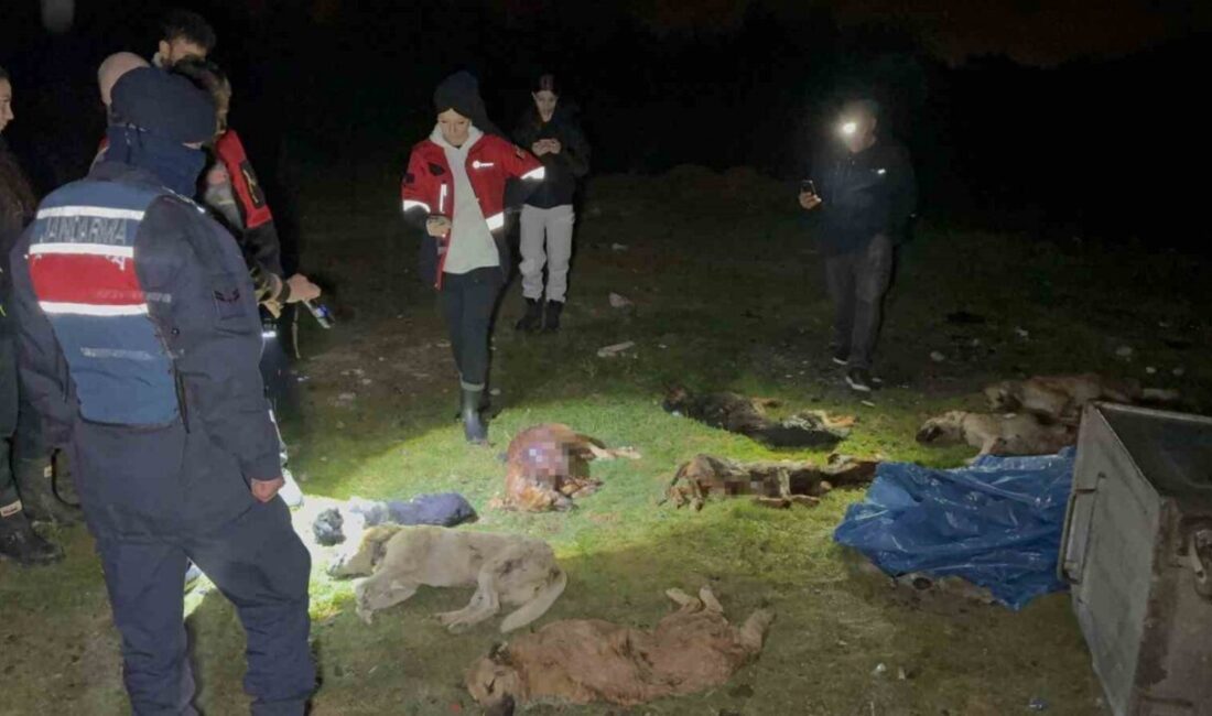 Samsun'un İlkadım ilçesinde, hayvanseverlerin çöp konteynerinde bulduğu 9 telef olmuş