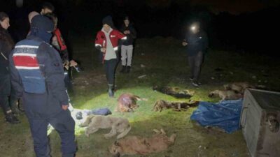 Samsun'un İlkadım ilçesinde, hayvanseverlerin çöp konteynerinde bulduğu 9 telef olmuş
