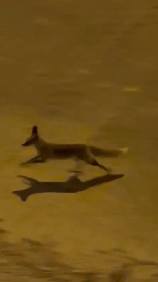 Karaköprü’de bir tilki, apartmanlar arasında yiyecek ararken kameraya yansıdı