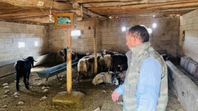 Ceylanpınar'da Halil Akkuş'a ait ahıra giren sahipsiz köpekler, 5 koyunu